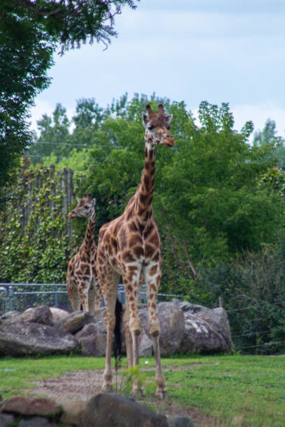 istock Animals at the Granby Zoo 1454048093