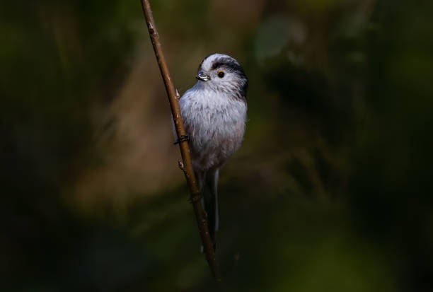 istock Clsoeup shot of gray bird on branch 1454048165