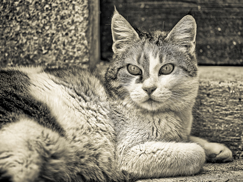 Domestic cat seen along the streets of Santo Stefano di Sessanio in the  Abruzzo Province in Italy