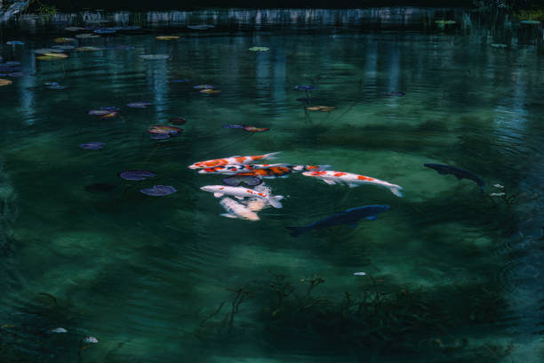 Colored carp in a winter pond. stock photo
