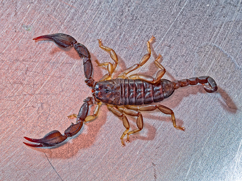 Closeup view of a scorpion on wood in nature.