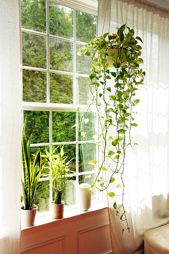 Green plants give a fresh look in the house. The hanging planter and the vases are perfect decorations too. 
Golden pothos. Lucky bamboo. Snake plant.