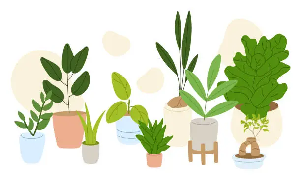 Vector illustration of Potted house indoor plants set. Different foliage decor. Plants for house and office interior decoration. Flat vector illustration