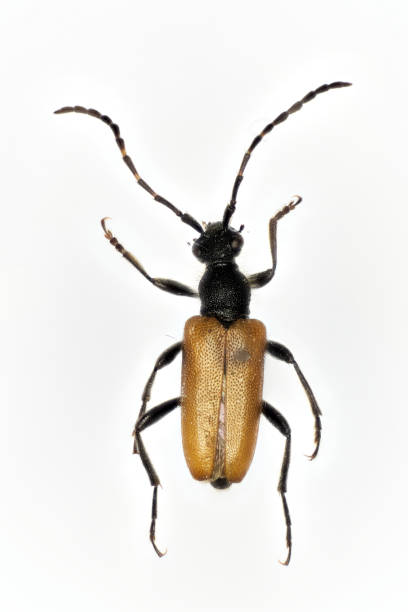istock Flower longhorn beetle (Stenurella melanura), a 50 years old specimen from beetle collection. 1454049541
