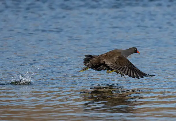 Photo of Closeup of a common moorhen flying over the lake