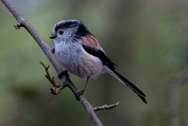 istock Closeup side view of a Long-tailed tit on a tree branch on blurred background 1454050744