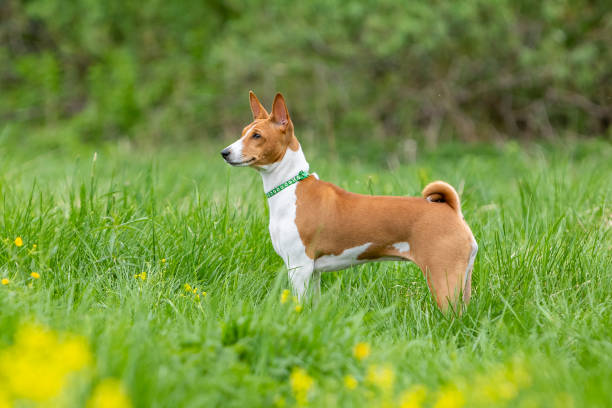 istock Red basenji puppy stands in tall green grass 1454050942