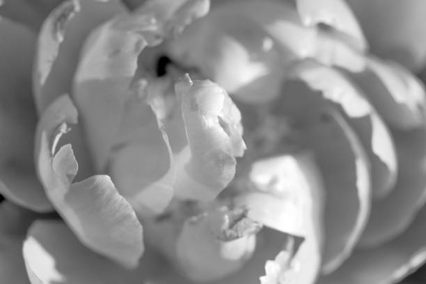istock peony flower floral art background petals flatlay 1454052089