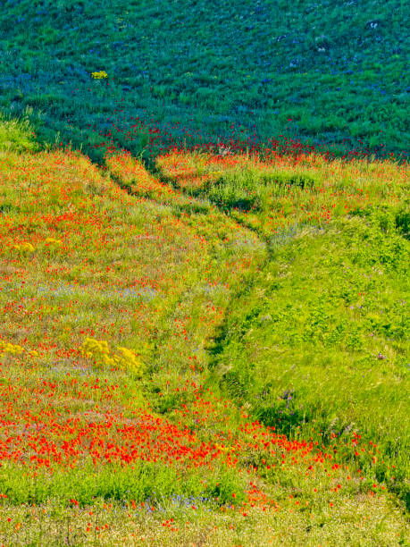 View of wildflowers in the countryside of Abruzzo Italy