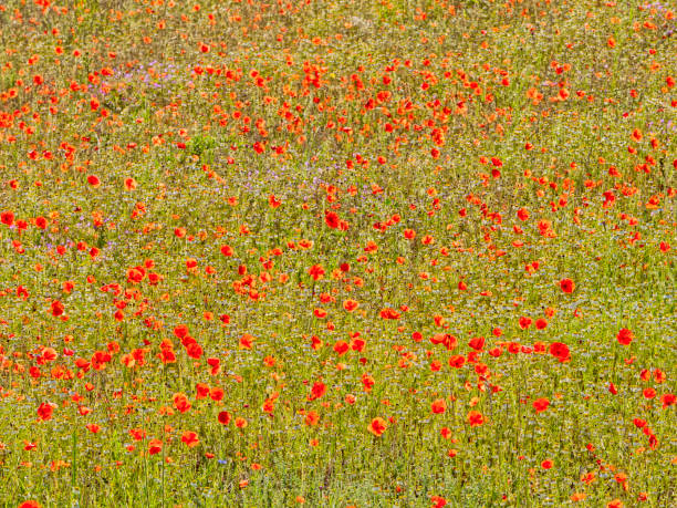 istock Abruzzo region of Italy 1454052921