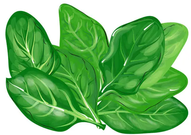 Vector illustration of spinach leaves