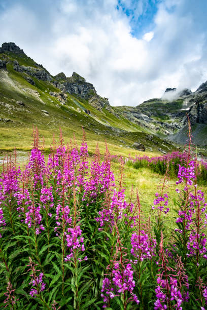 piękna alpejska łąka - mountain scape zdjęcia i obrazy z banku zdjęć