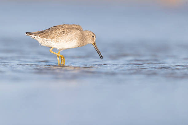 kurzschnabel-dowitcher (limnodromus griseus) auf nahrungssuche in den feuchtgebieten von texas south padre island. - himantopus himantopus mexicanus stock-fotos und bilder