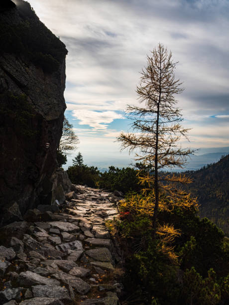 Yellow pine on a rocky mountain trail path during autumn huge boulder cloudy sky sunshine