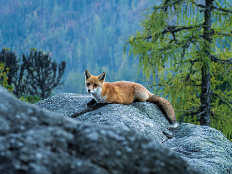 Young red fox vulpes vulpes lying on a rock looking in the mountains forest pine tree background