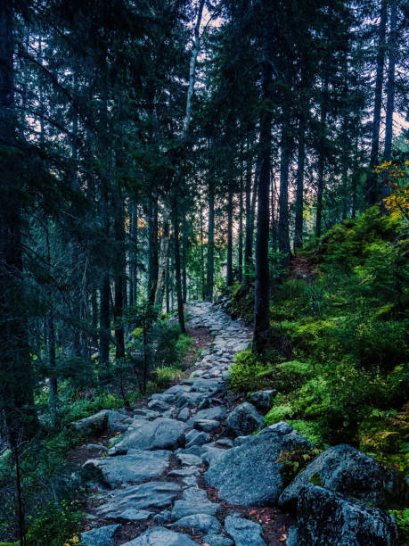 Rocky mountain trail path in a pine forest with s-curve wave during dusk sunset