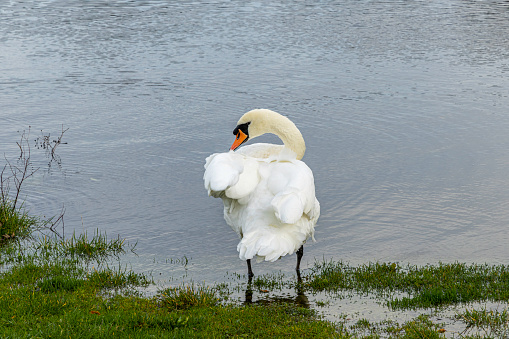 The mute swan is a species of swan and a member of the waterfowl family Anatidae. It is native to much of Eurosiberia. It is an introduced species in North America, home to the largest populations outside of its native range, with additional smaller introductions in Australasia and southern Africa. The name 'mute' derives from it being less vocal than other swan species. Measuring 125 to 160 cm (49 to 63 in) in length, this large swan is wholly white in plumage with an orange beak bordered with black. It is recognizable by its pronounced knob atop the beak, which is larger in males.