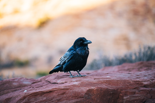A large black raven is posting himself with a canyon view