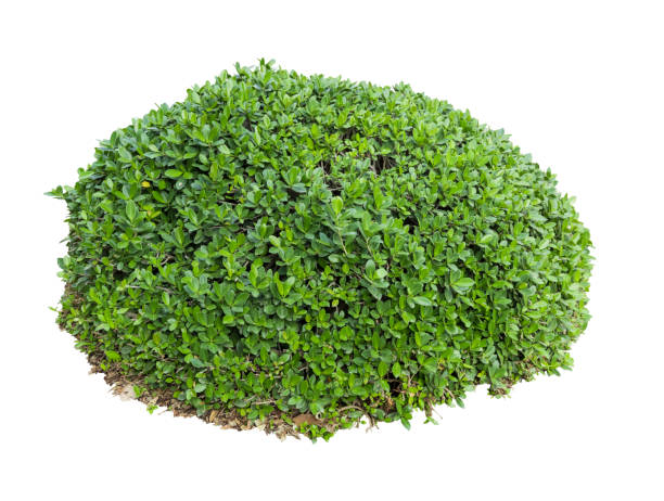 istock Tropical plant flower bush shrub tree isolated on white background with clipping path 1454058157