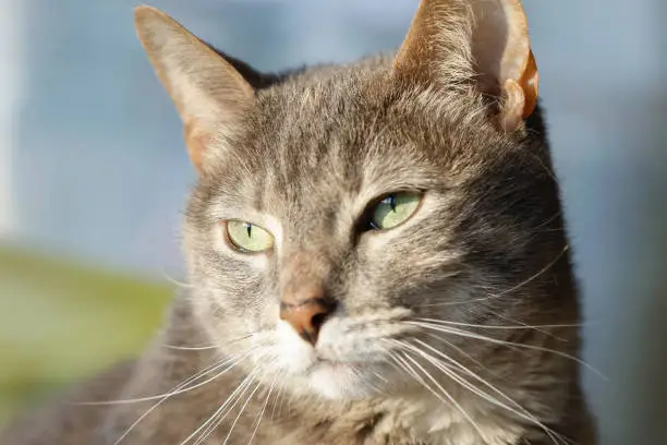 A selective focus shot of a beautiful green-eyes gray kitten looking into the distance