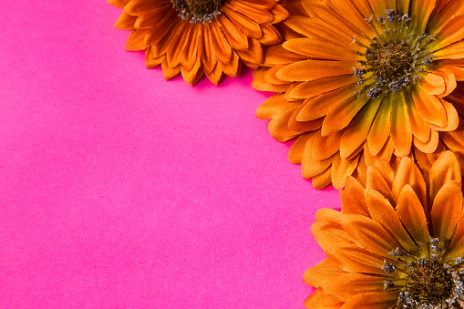 Orange gerbera floral design on fuchsia pink background with space for copy and designs