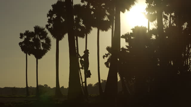 4K Male Farmer Harvest Coconut Sap By Climbing Sugar Palm Tree