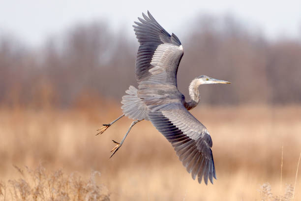 istock Selective focus shot of a Great blue heron taking off from the ground with its wings spread 1454059959