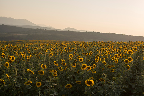 A view of sunflower field in background of forest and mountains in Artsakh