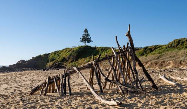 istock View of One Tree Point in from One Tree Beach (South) in Tuross Head at dawn. A driftwood framed structure in the foreground. A lone Norfolk Pine grows at the end of the point. 1454064056