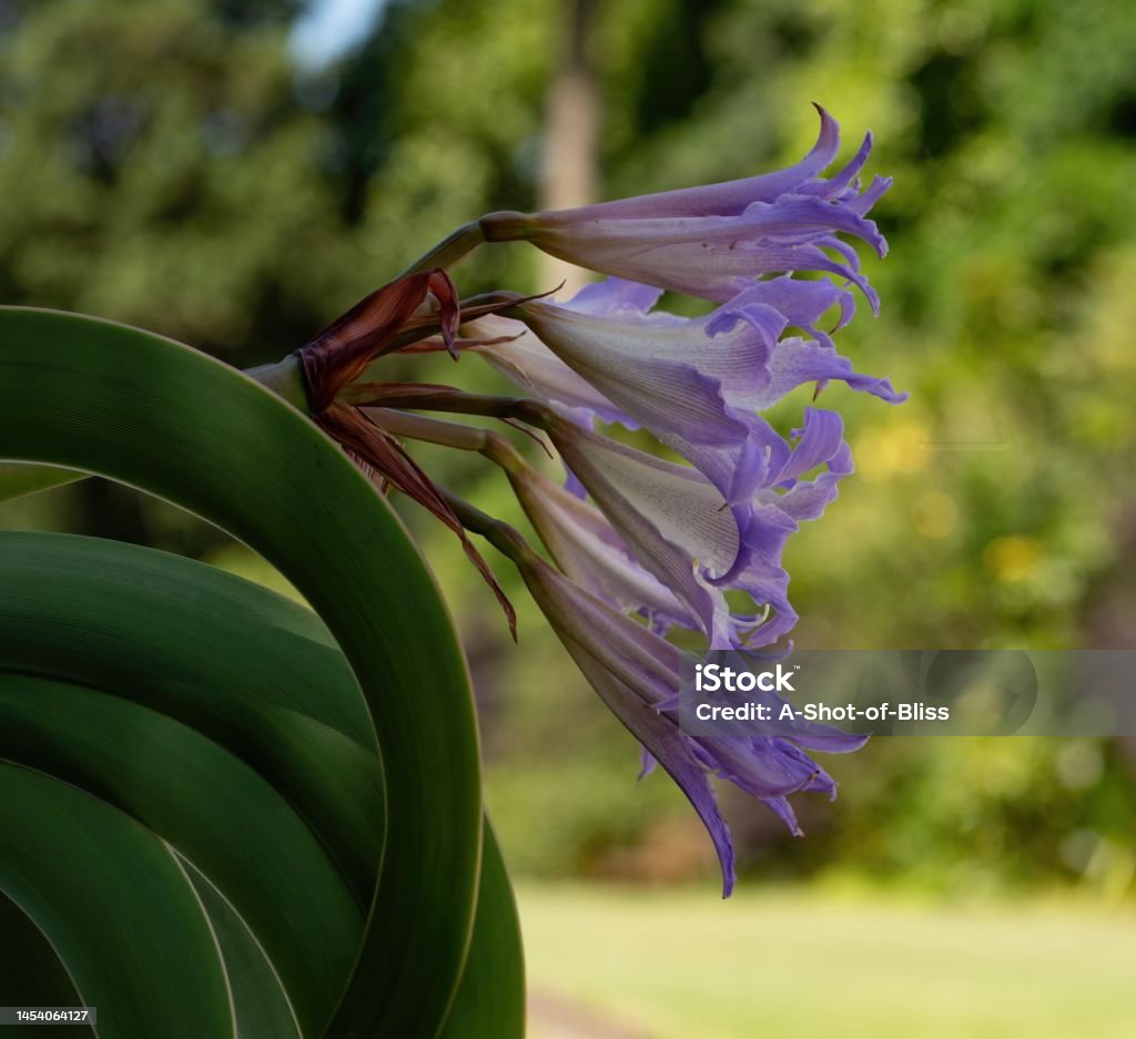 Empress of Brazil plant from the side showing curved green leaves and purple flowers. Empress of Brazil plant from the side showing curved green leaves and purple flowers. Botanical name Worsleya procera. Bekoh background Australia Stock Photo