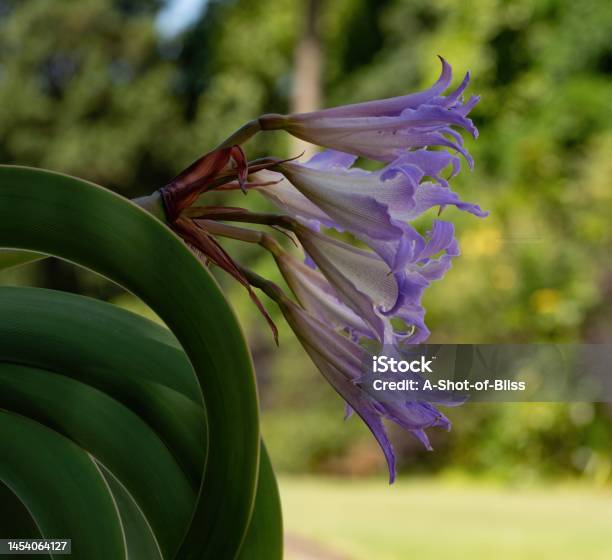 Empress Of Brazil Plant From The Side Showing Curved Green Leaves And Purple Flowers Stock Photo - Download Image Now
