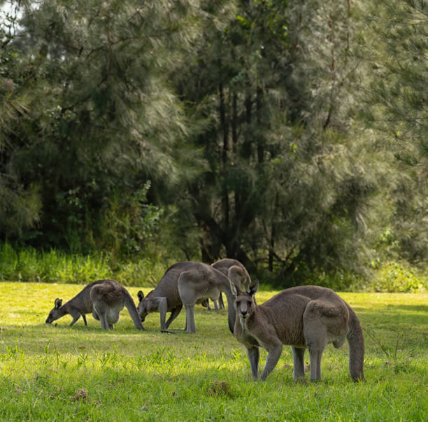 istock Male eastern grey kangaroo looking towards camera with three other kangaroos in the background eating grass. 1454064360