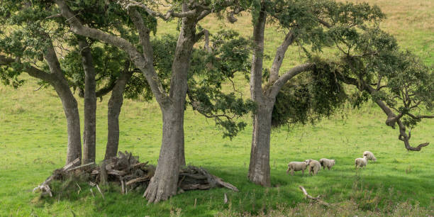 istock Sheep under tree in New Zealand 1454064408