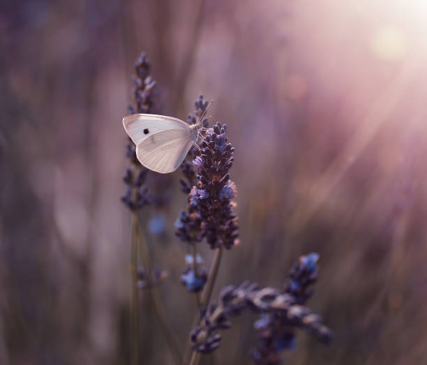 White butterfly on the field lavender