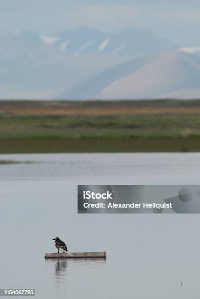 Longtailed Duck Female Chukotka Stock Photo - Download Image Now - Animal Migration, Animal Themes, Animal Wildlife
