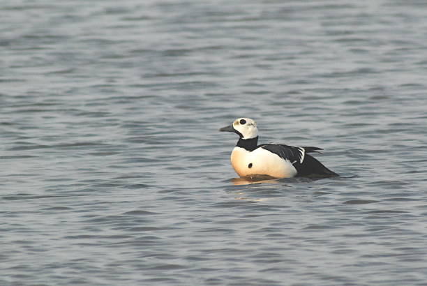 istock Steller's Eider male Kamchatka 1454067825