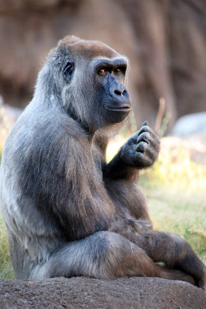 porträt eines wunderschönen silberrückengorillas, der auf einem felsen sitzt. - ape majestic monkey leadership stock-fotos und bilder