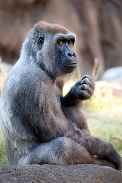 바위에 앉아 있는 아름다운 실버백 고릴라의 초상화. - leadership ape monkey majestic 뉴스 사진 이미지
