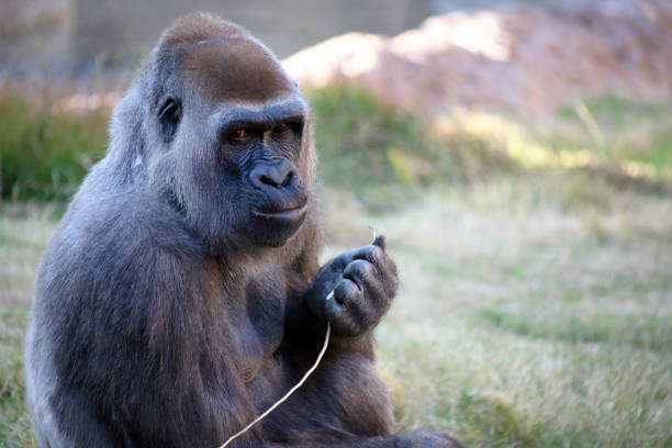 silberrücken-gorilla mit einem zweig in der hand und blick in die kamera. - ape majestic monkey leadership stock-fotos und bilder