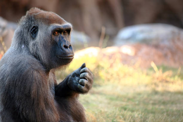 nahaufnahme eines wunderschönen silberrückengorillas, der im gras sitzt. - ape majestic monkey leadership stock-fotos und bilder