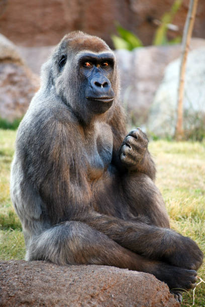 silberrückengorilla sitzt auf einem felsen und schaut in die kamera. - ape majestic monkey leadership stock-fotos und bilder