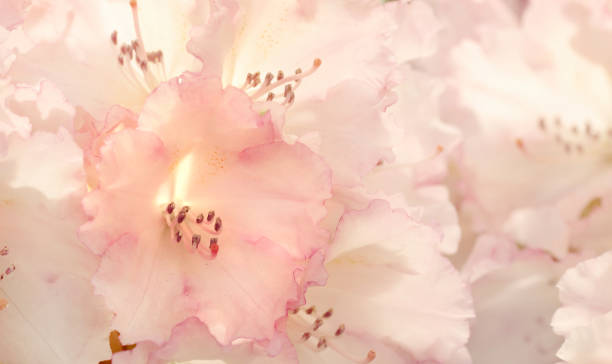 istock Rhodohiton , spring flowers. Floral background 1454068671