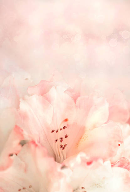 istock Rhodohiton , spring flowers. Floral background 1454068673