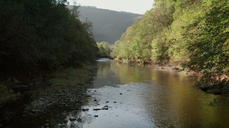 Wide riverbed of a mountain. Heron is flying. Fog over surface of the water between stones. Vegetation and sunlights reflected in the surface of the river. The dolly shot. Version 2