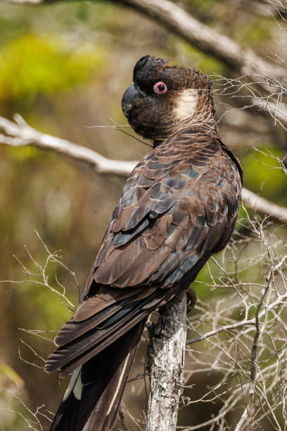 istock Carnaby's Black Cockatoo in Australia 1454069071