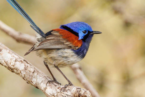 istock Blue-breasted Fairywren in Australia 1454069127