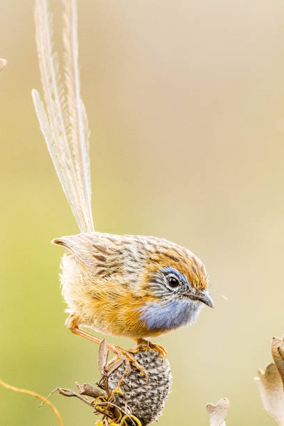 istock Southern Emu-wren in Australia 1454069768