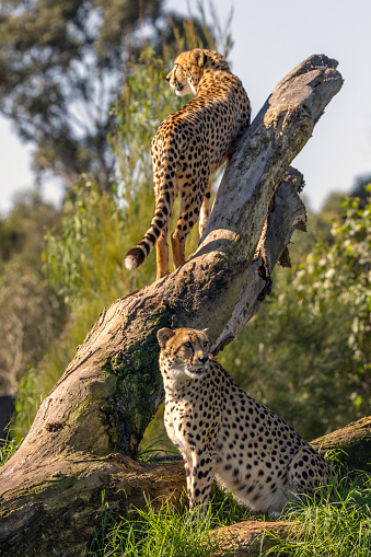 Two Cheetahs (Acinonyx jubatus) on a tree. They are considered the world’s fastest land animal and are native to Africa and central Iran.