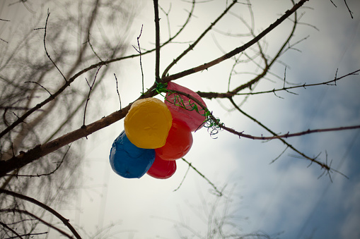 Balloons on tree. Ball stuck on branch. Remnants of holiday. in Russia, Moscow Oblast, Russia