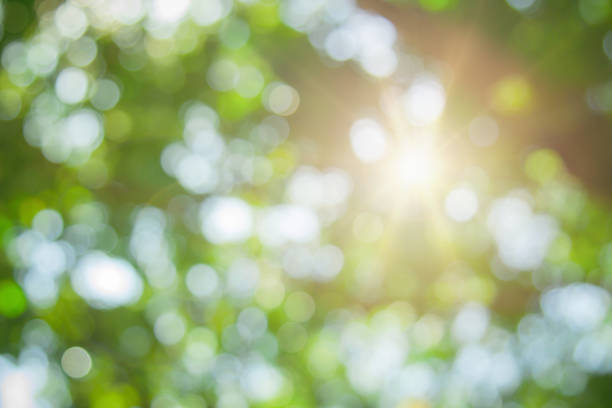 abstraktes grünes laub und baum im dschungel verschwimmen mit sonne licht frühling sommer. landwirtschaftskonzept am pflanzenwald- und umwelttag des landwirts bio-gebäude sonnenschein auf blattkraut üppig weich in der ökologie. - leaf underside stock-fotos und bilder